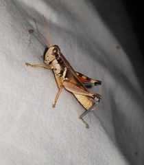 Melanoplus glaucipes