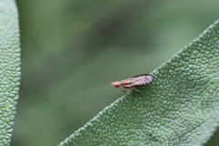 Trypetoptera canadensis