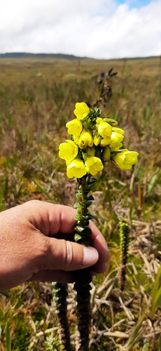 Gentianella image