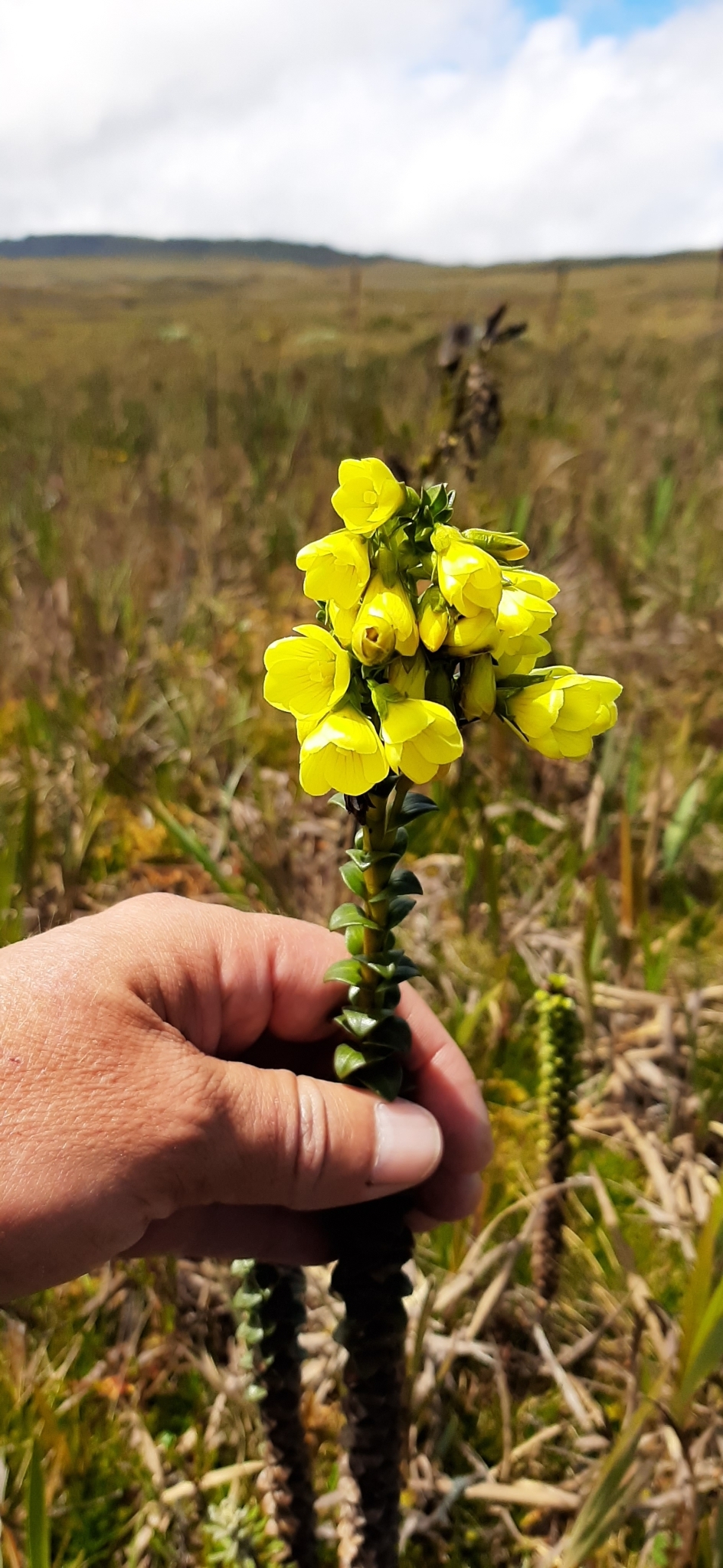 Gentianella crassulifolia image