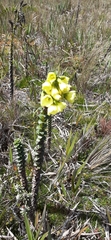 Gentianella crassulifolia