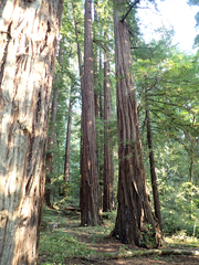Sequoia