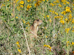 Cynomys gunnisoni