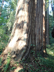Sequoia