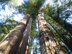 Sequoia