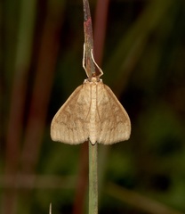 Framinghamia helvalis