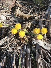 Alatae
