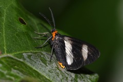 Pitthea trifasciata
