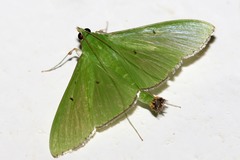 Parotis baldersalis