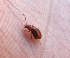 Neocrepidodera