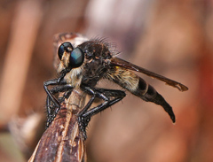 Promachus painteri
