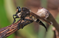 Promachus painteri