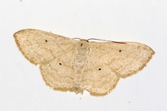 Scopula spoliata