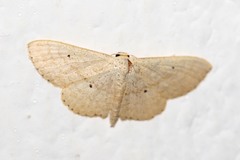 Scopula spoliata