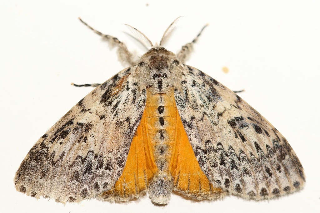 Eudasychira proleprota