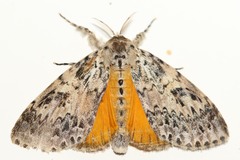 Eudasychira proleprota