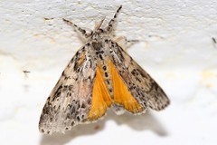 Eudasychira proleprota