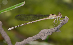 Argia nahuana