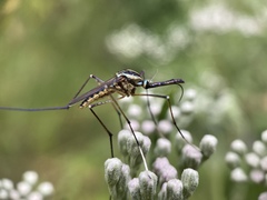 Toxorhynchites rutilus septentrionalis