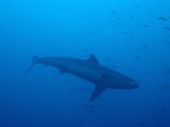 Carcharhinus albimarginatus