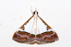 Viettessa margaritalis