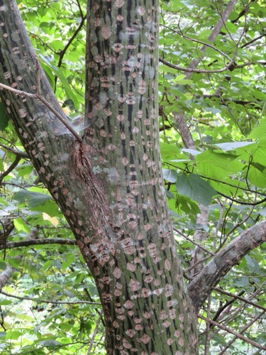 Image of Acer rufinerve by (c) Marco Mussita, some rights reserved (CC BY)