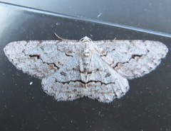 Stenoporpia pulmonaria