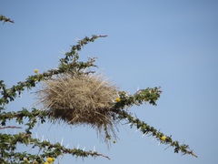 Pseudonigrita arnaudi