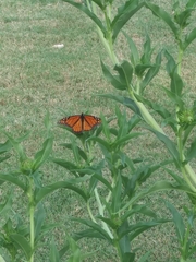 Danaus plexippus