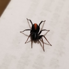 Castianeira descripta