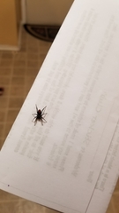 Castianeira descripta