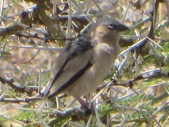 Pseudonigrita arnaudi