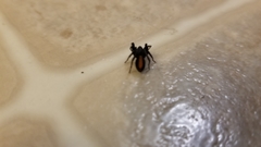 Castianeira descripta