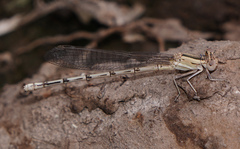 Argia nahuana