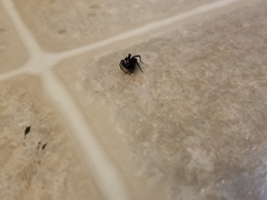 Castianeira descripta