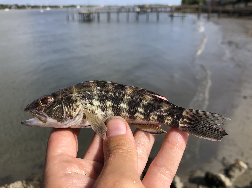 Rock Sea Bass (Saltwater Fish of Alabama) · iNaturalist