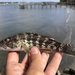 Rock Sea Bass - Photo (c) Jacob Jones, some rights reserved (CC BY-NC), uploaded by Jacob Jones