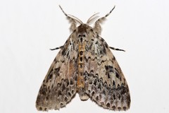 Eudasychira proleprota