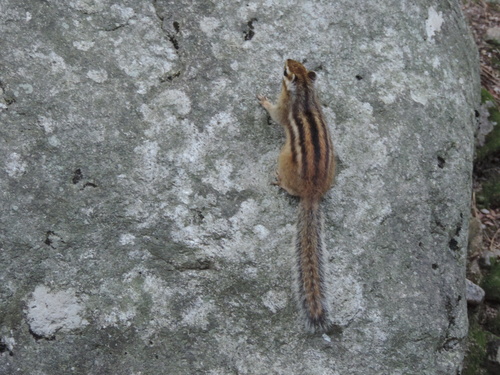 Siberian Chipmunk