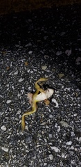 Rana huanrensis