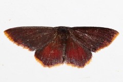 Chrysocraspeda nigribasalis