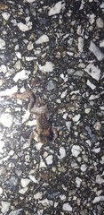 Bufo stejnegeri