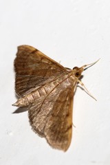 Omiodes indicata