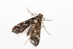 Diasemiopsis ramburialis