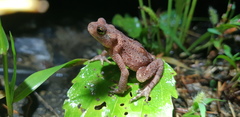 Bufo stejnegeri