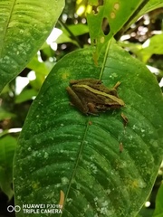 Craugastor fitzingeri