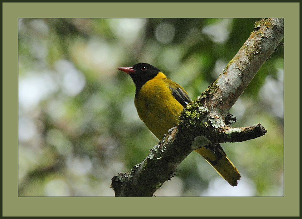 Black-tailed Oriole illustration