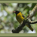 Black-tailed Oriole - Photo (c) Steve Garvie, some rights reserved (CC BY-NC-SA)
