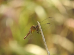 Erythrodiplax basifusca