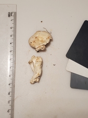 Cuphophyllus angustifolius